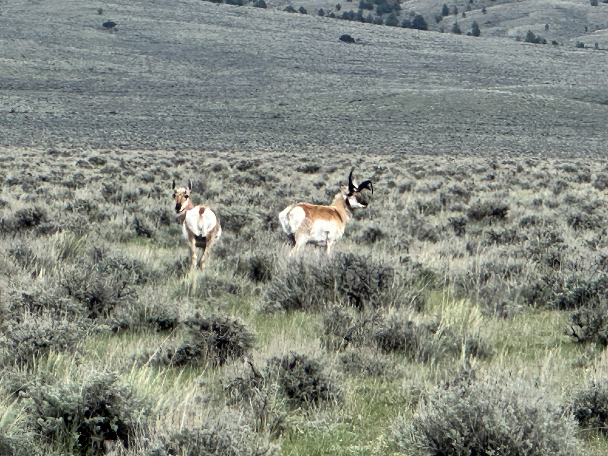 Antelope